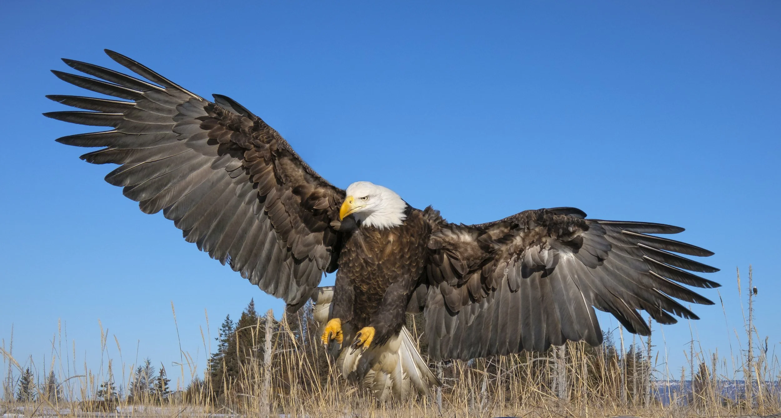 Eagles-19.jpg
