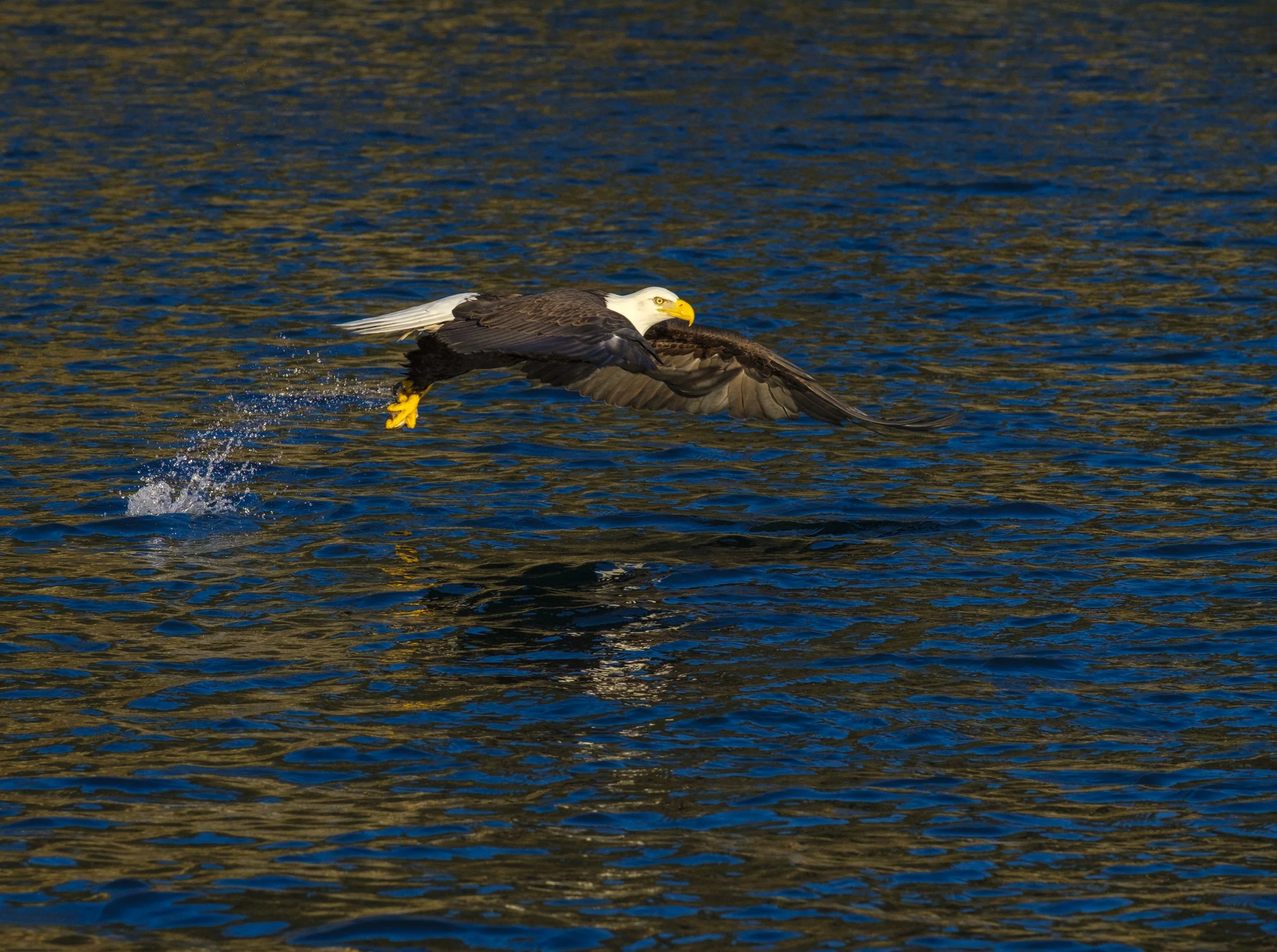 Eagles-11.jpg