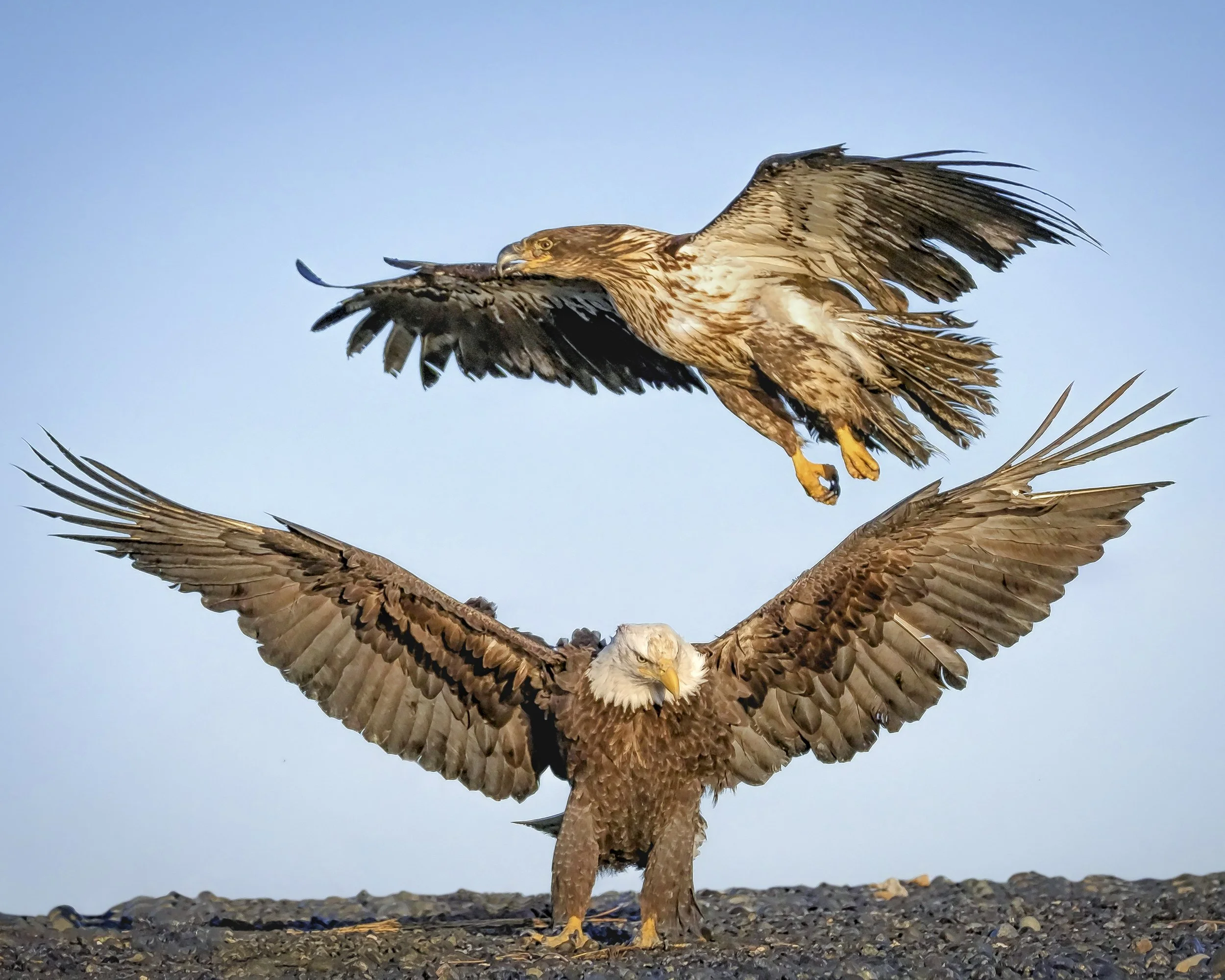 Eagles-18.jpg