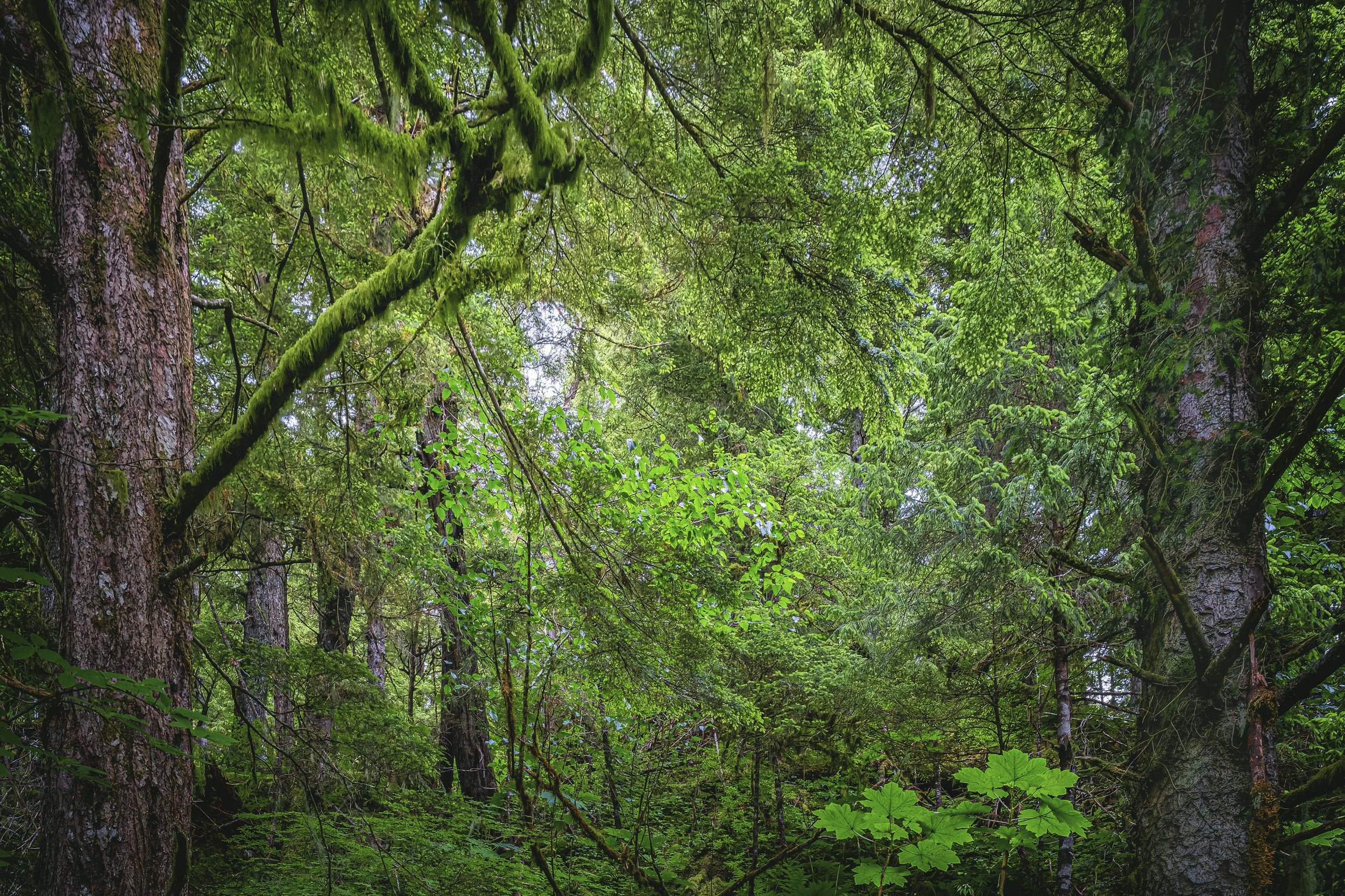 Walking within a forest, no trail. Port Althorp.