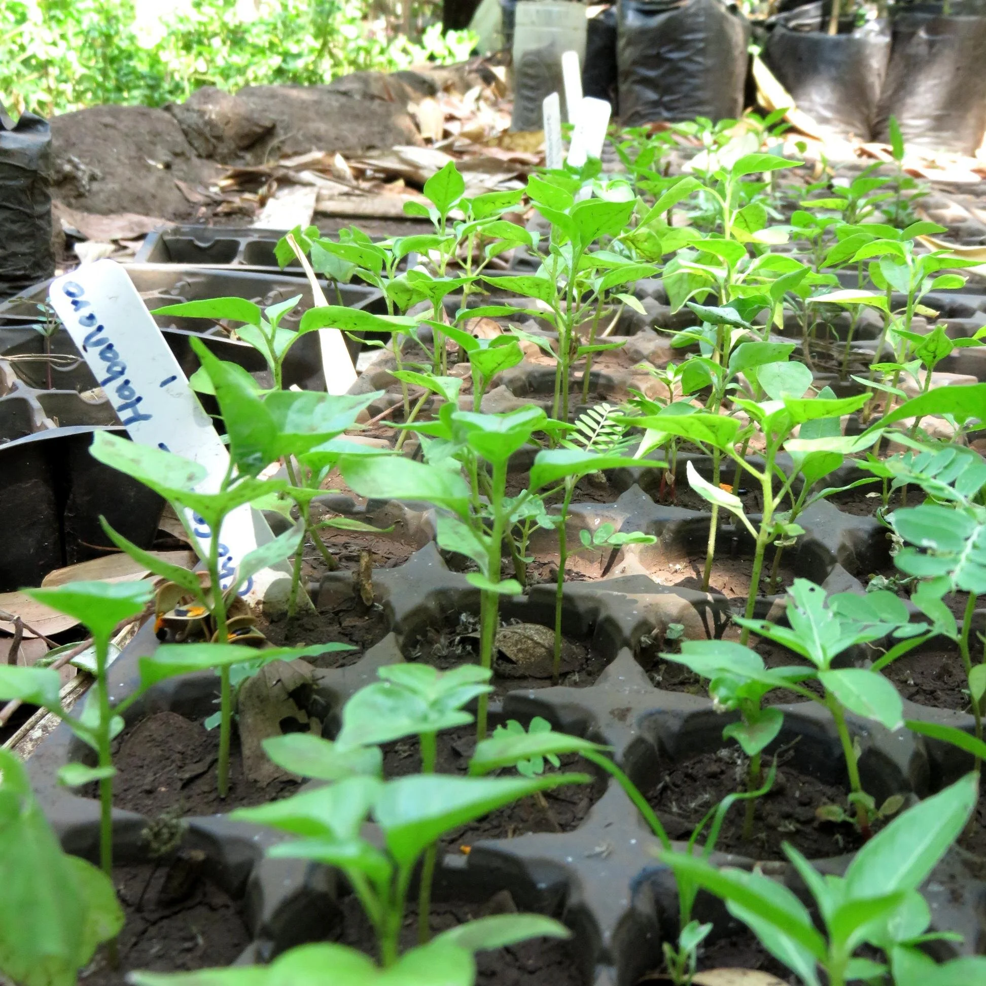 Chili varieties ready to be transplanted into the garden. Chili is also a great pesticide for natural remedies in keeping birds and insects off your crops. 