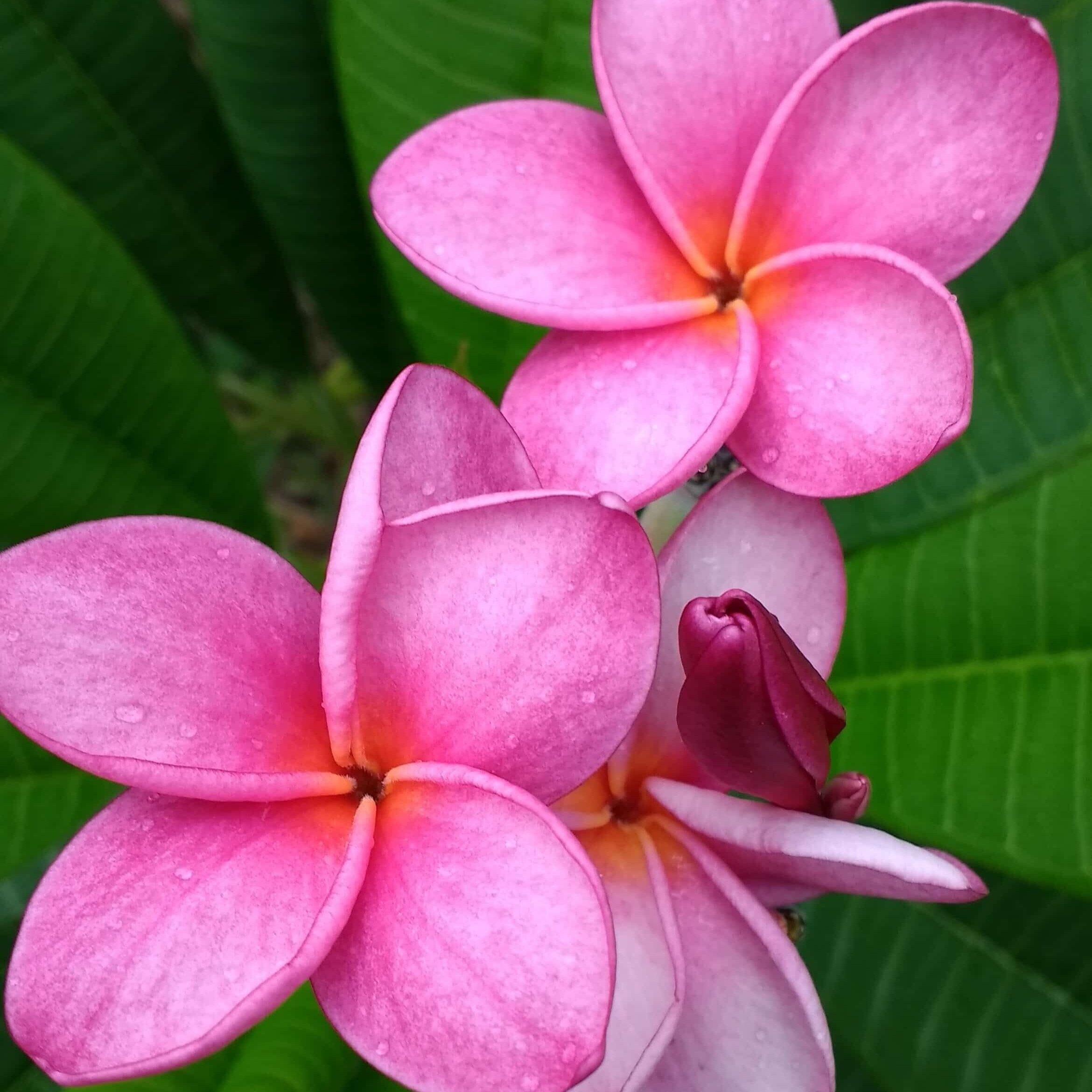 Inspiration: natural patterns to follow visible here on Nicaragua's national flower, the sacuanjoche