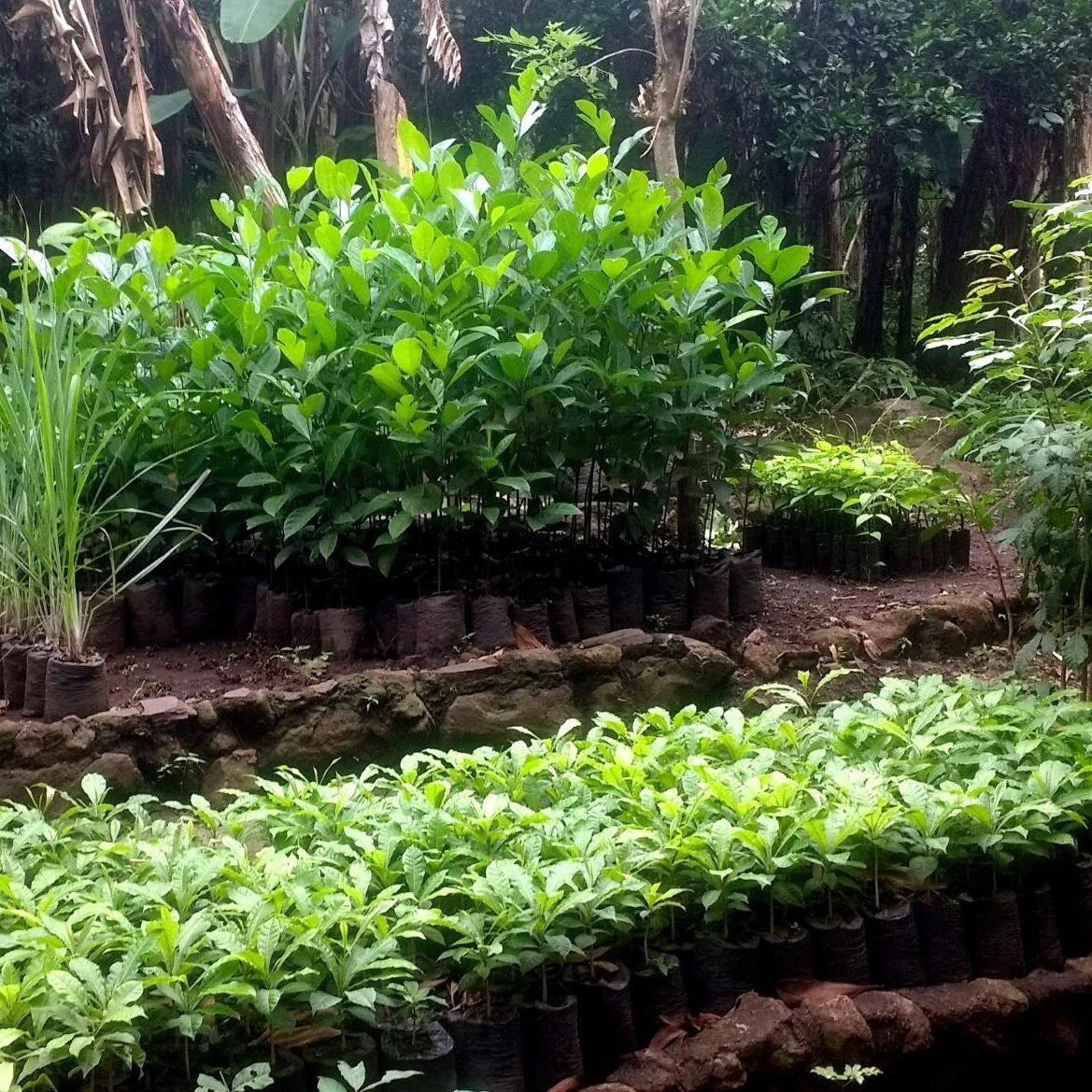 Nursery stock, always available to order  with advance notice from Ometepe, Nicaragua