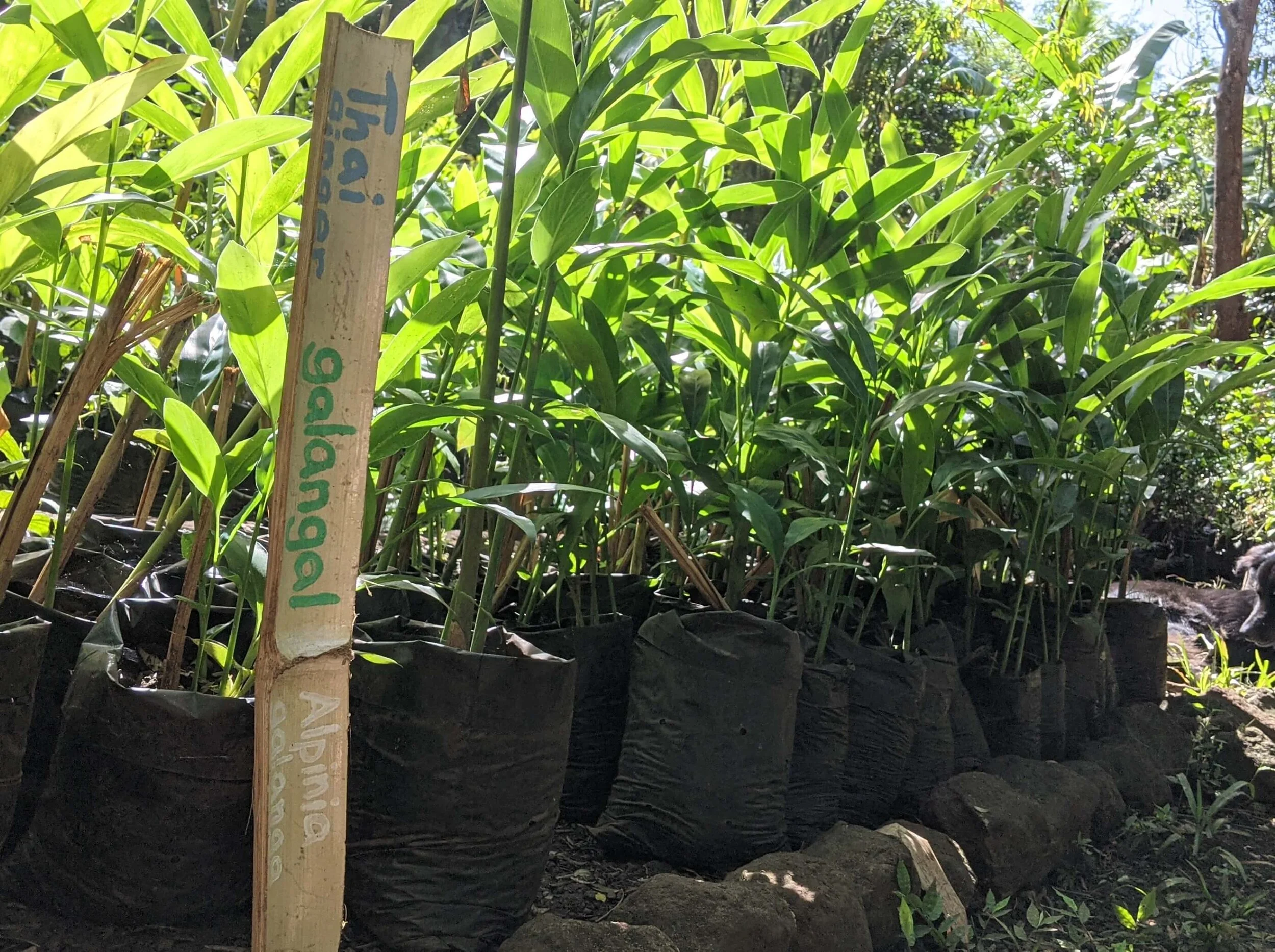 Thai ginger Galangal for Sale on Ometepe at Selvista Exotic Plant nursery.jpg