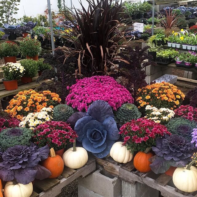 Happy hump day everyone! Come in and get your fall decorating on before we run out!