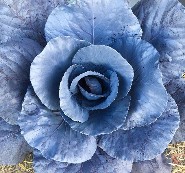 This ruby cabbage is about as perfect as this fall day! 😍