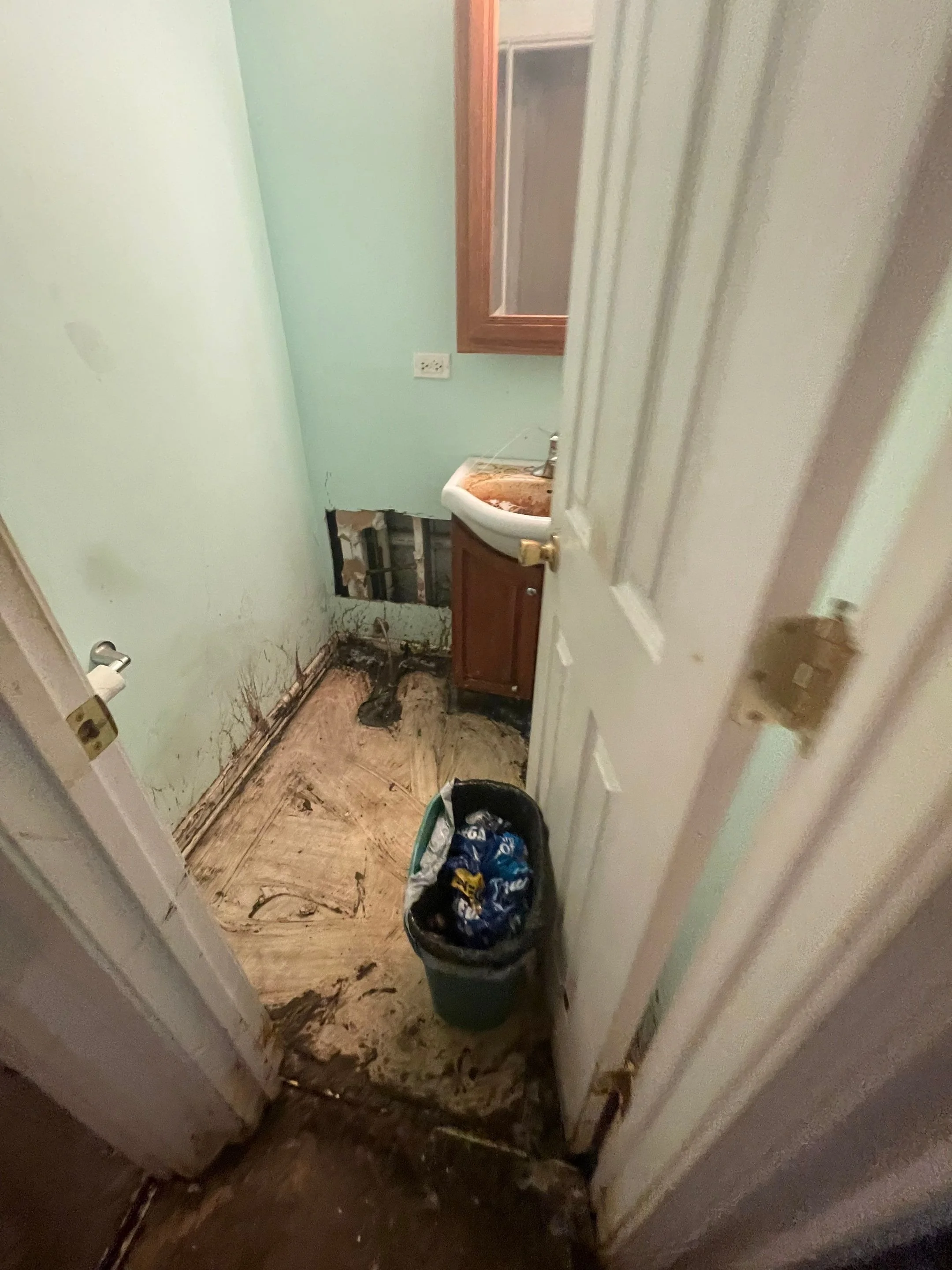 What Are Black Molds and Why They Should Be Killed?