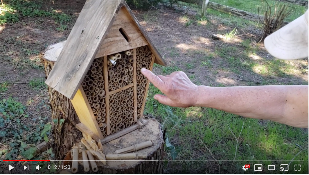 Meet the Busy Little Mason Bees