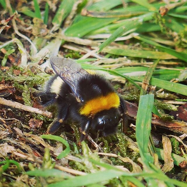 We are currently trying to spend a lot of time in the woods as long as we can due to Covid-19. Fortunately those little guys aren't bothered at all. Stay safe!
.
.
.
.
.
.
#bergfeder #corona #picoftheday #animals #nature #cute #bumblebee