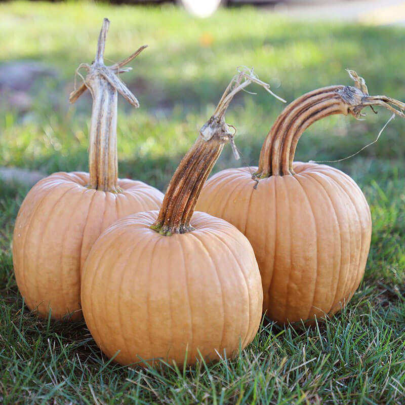 Hot Chocolate is a new variety going to be offered this 2024 season. It has a caramel/chocolate color with a strong stem and an approximate weight of 5-8lbs.