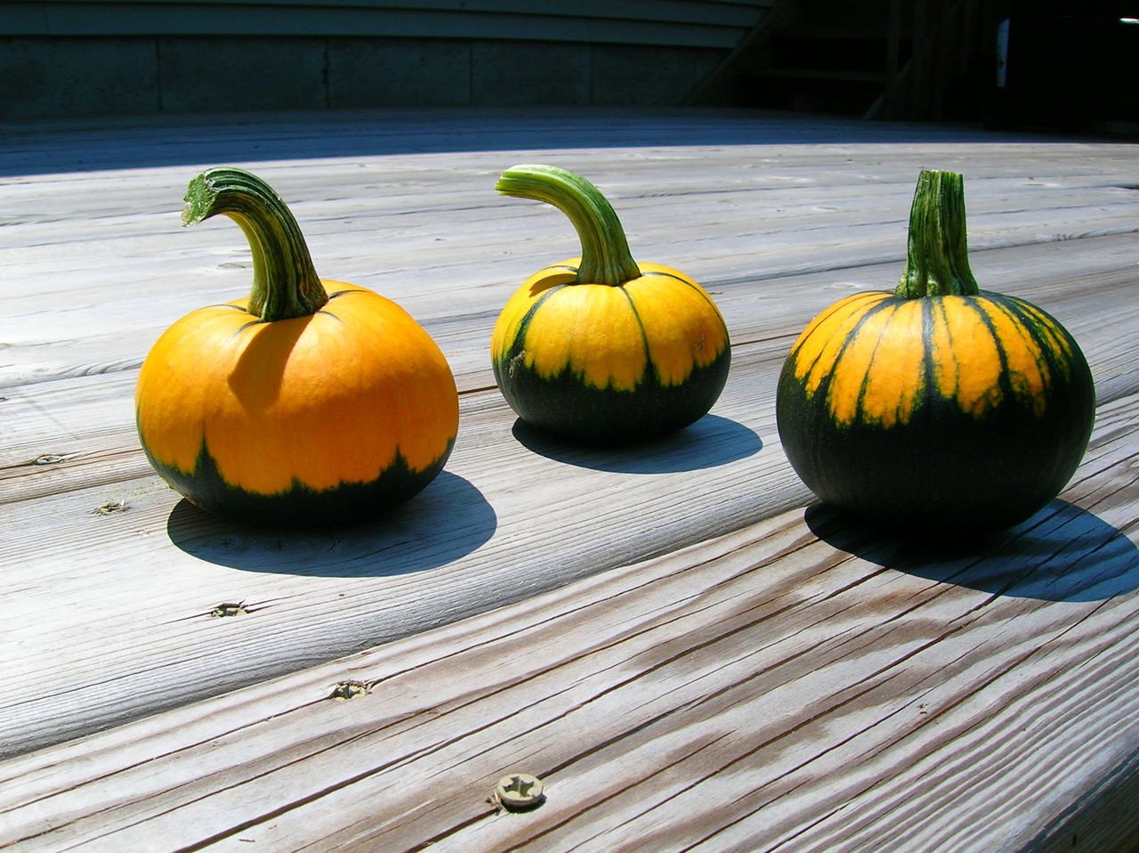 The Batwing is a smaller pumpkin, roughly 3”-4”. The unique pattern looks like they have been dipped in paint. Bottoms are dark green while the top stays orange. Colors can vary between solid orange and solid green as well.