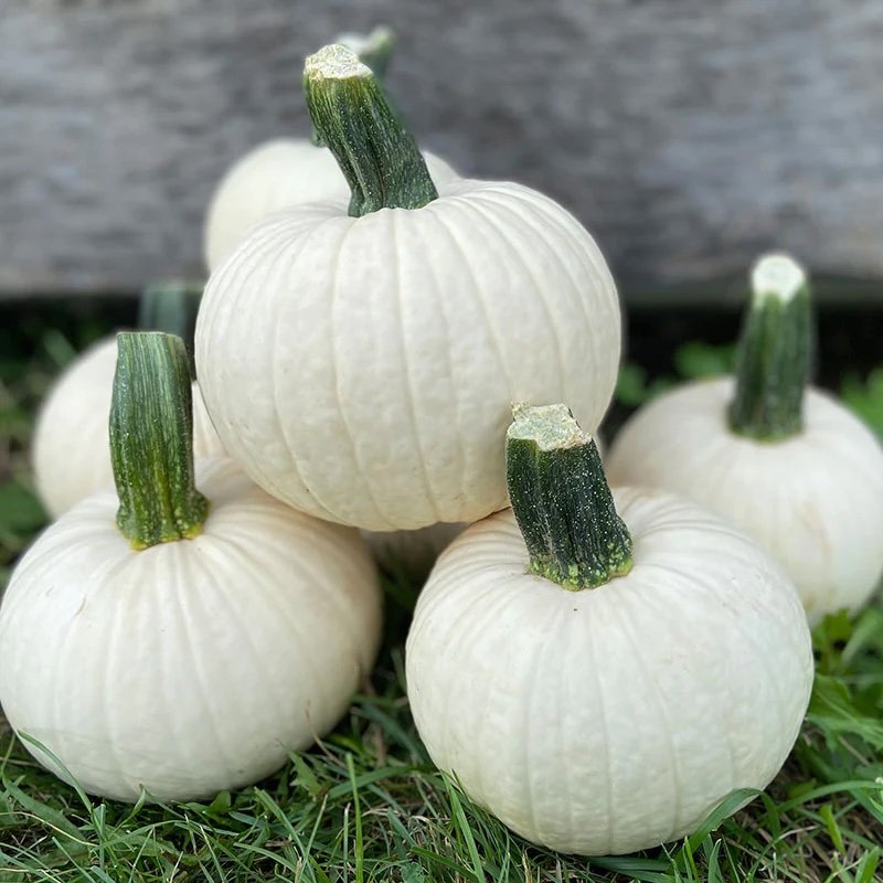 The Icicle is a perfect size pumpkin with a bright white color and a strong stem. Weighing approximately 2-3lbs.