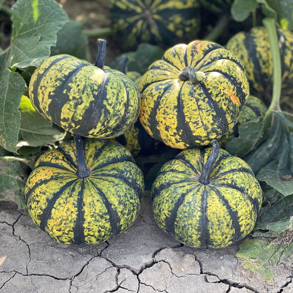 This tri-color mini pumpkin is dark green with light green and yellow striping. They weigh roughly 1-1.5lbs and are also edible with acorn squash quality.