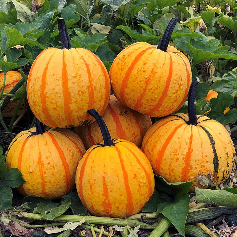 Fireballs have a yellow background with bright orange stripes. Weighing approximately 9lbs.
