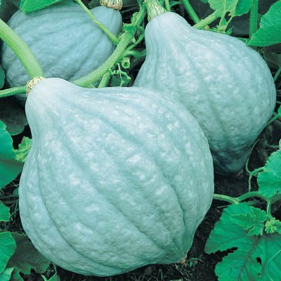 This Blue Magic edible gourd normally has a unique blue-grey rind color. Weighing roughly 4-6lbs.
