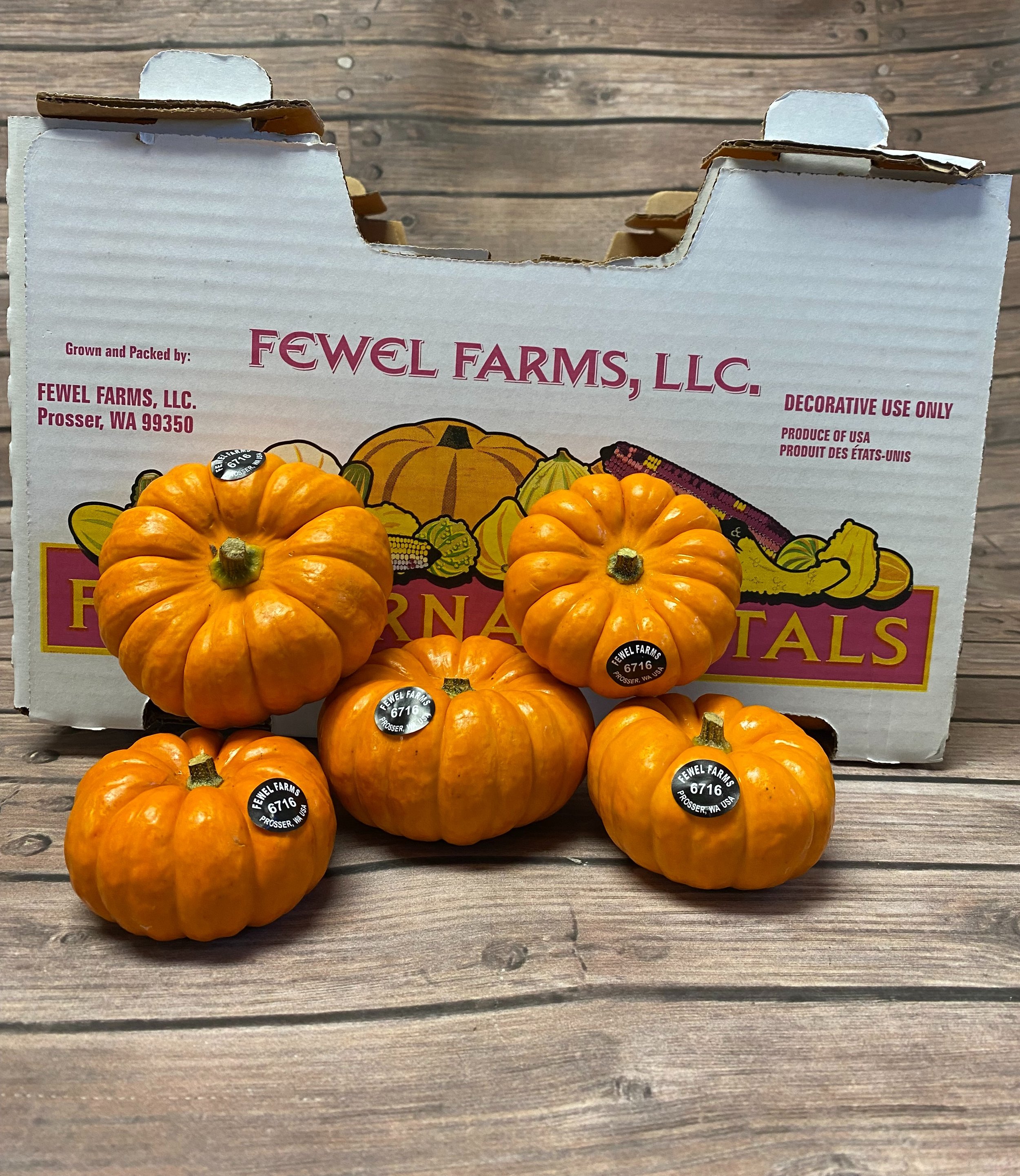 Orange mini pumpkins are the traditional, Munchkin pumpkin, bright orange with a high wax shine. They are classic flat scalloped shape approximately 2 inches tall.