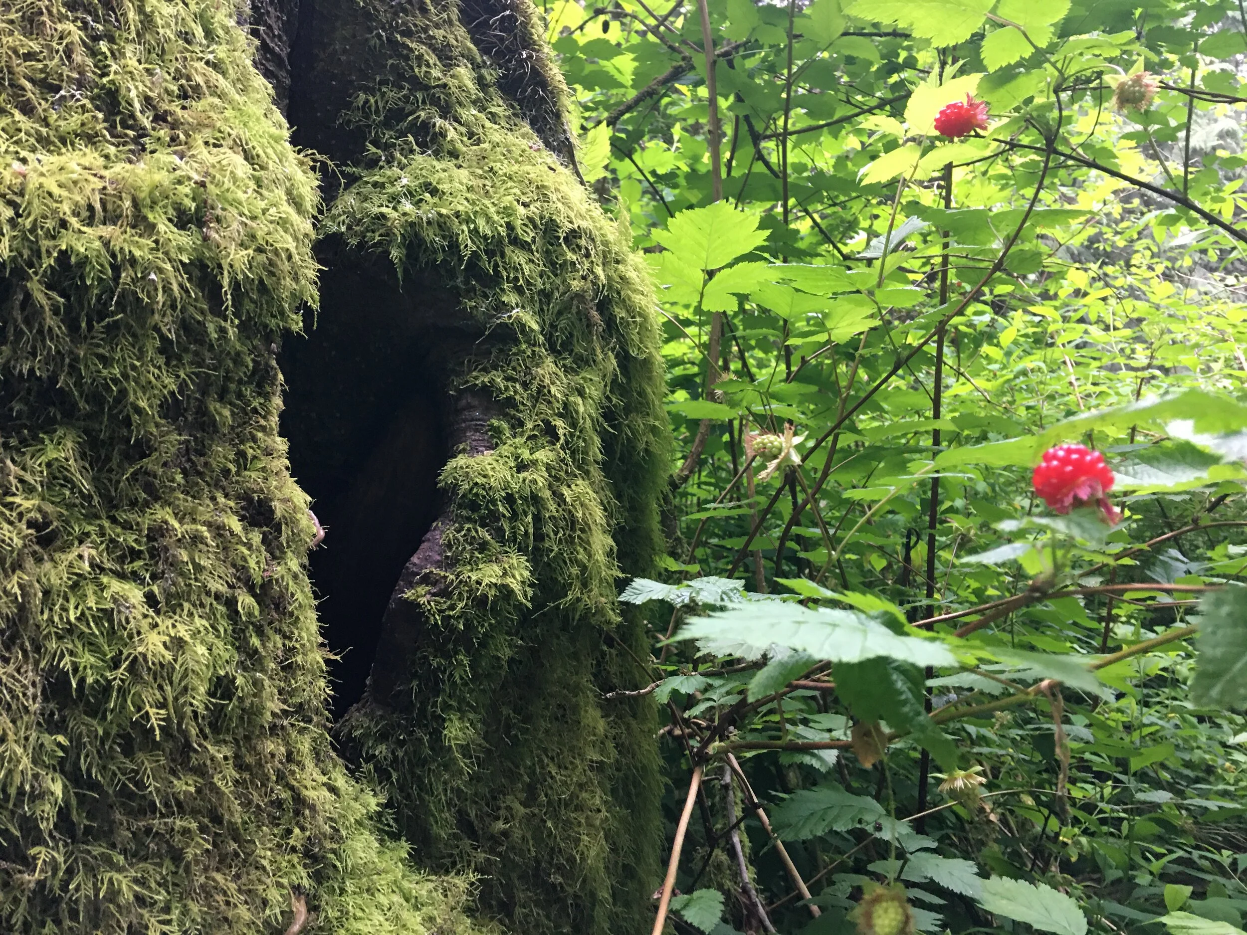 Environmental Group Endorses Senn