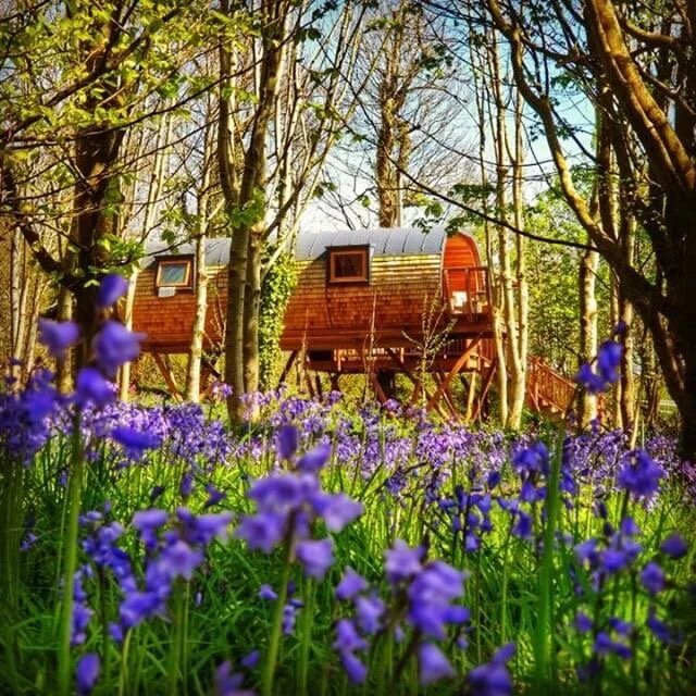 Hideaway in the bluebells.JPG