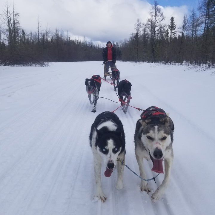 Thank you to the students and teachers from Miskooseepi School for joining us out on the land to say goodbye to winter! We enjoyed one last dog sled ride with them last week.

#dogsledding #turtleisland #landbased