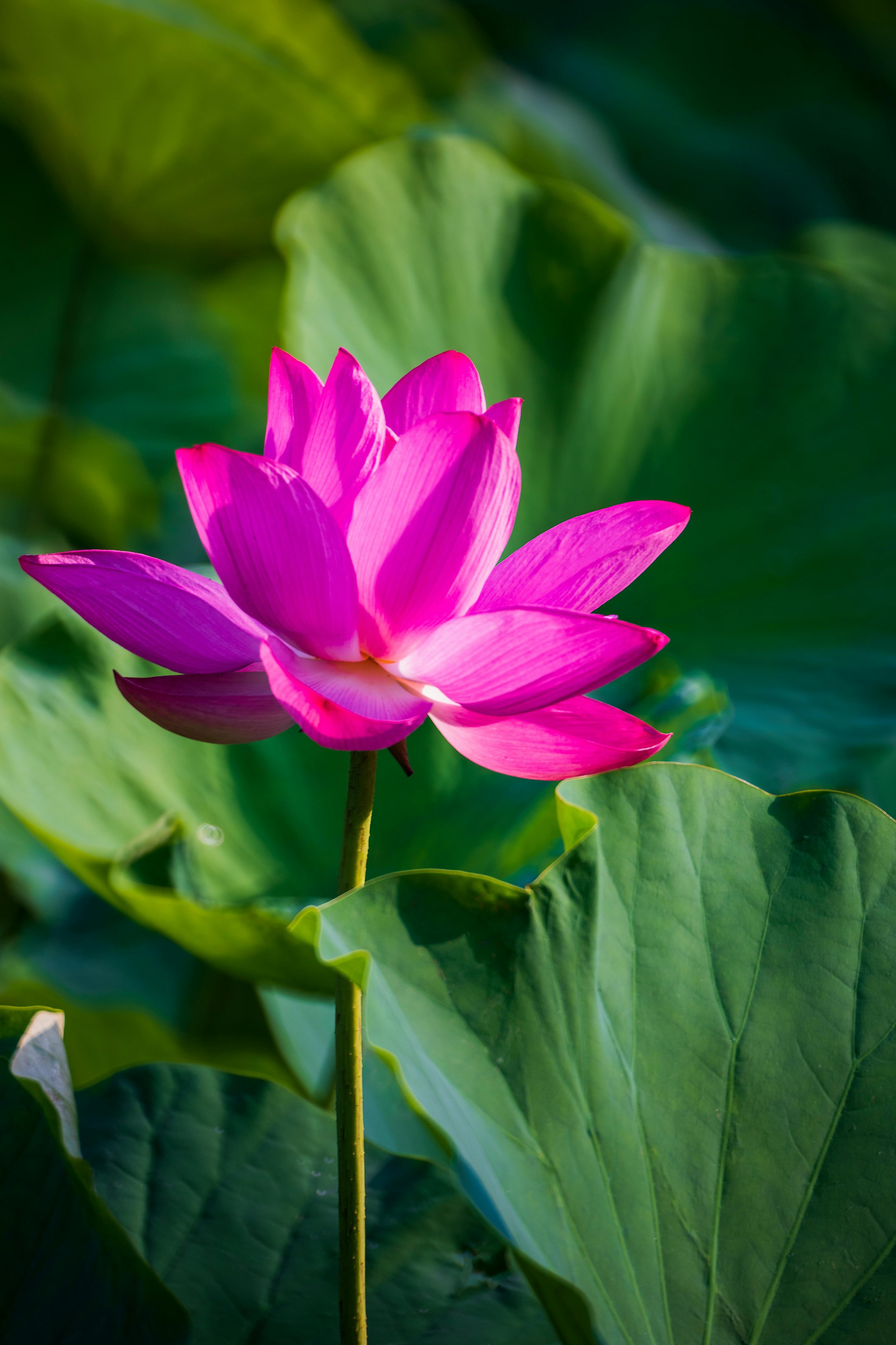 A Gentle New Year: Becoming, Not Perfecting