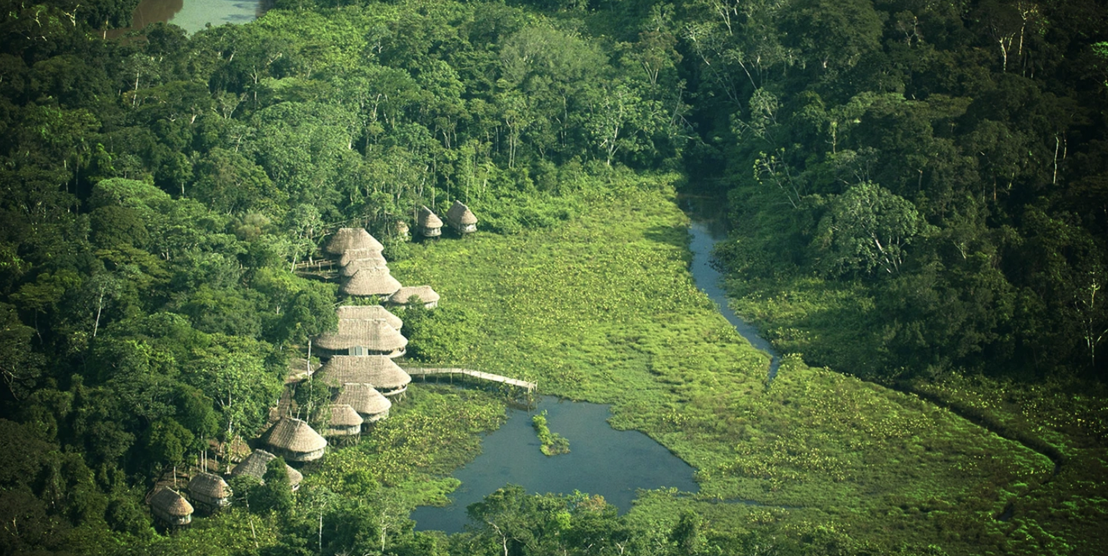 Amazon Dreaming