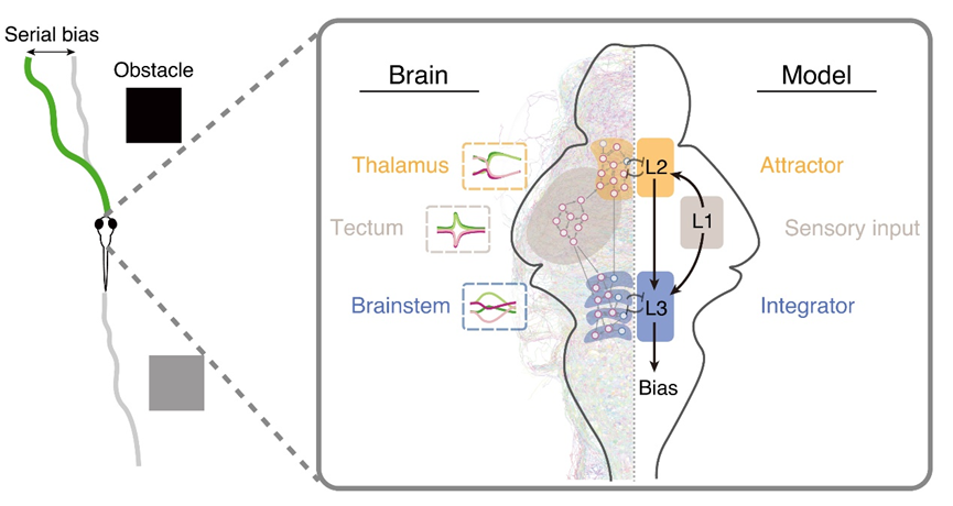 Our new Nature paper: A Thalamus–Brainstem Attractor Network Drives History-Biased Decisions