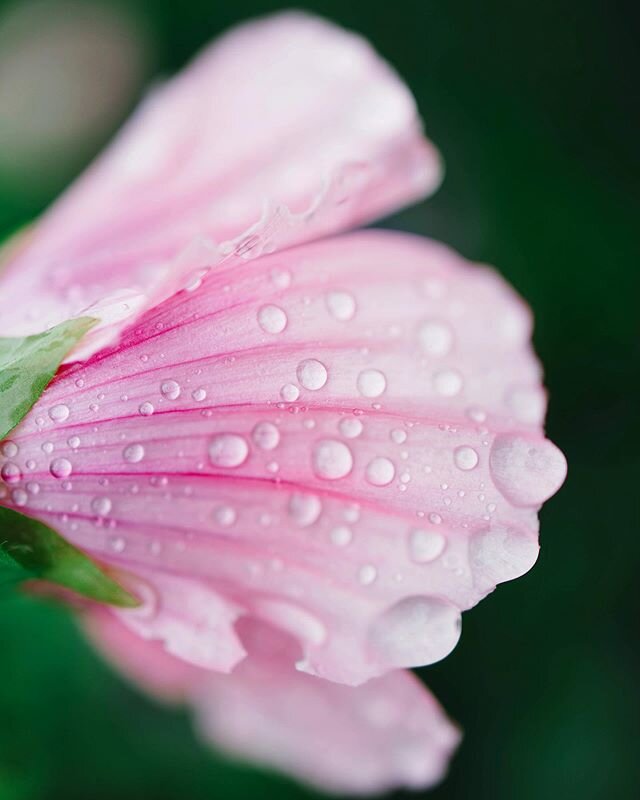 Details 🌸💧
.
.
.
.
#macro #macrophotography #nature #naturephotography #photography #flowers #photooftheday #ig #macroworld  #macrophoto #flower #naturelovers #canon #macros #closeup #flowerphotography #bokeh #macroshot #spring #canonphotography #m