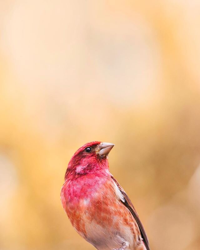 Purple finch [roselin pourpr&eacute;] 🦜
.
.
.
.
#discoverearth  #wildlifeonearth #becausetheymatter #ourplanetdaily #nb_nature_brilliance #canadiancreatives #naturesbestphotomagazine #becausetheymatter
#fiftyshades_of_nature #raw_alltrees #animalonp