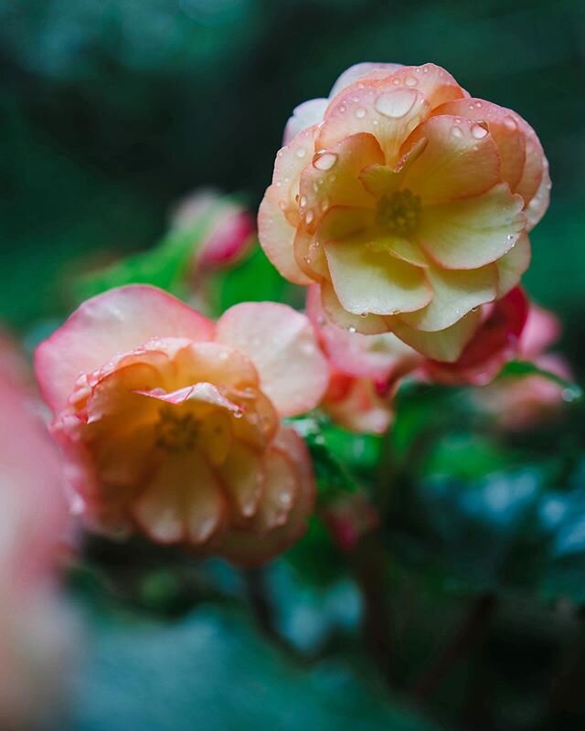 A rainy walk in the garden 🌸🌧
.
.
.
.
#macro #macrophotography #nature #naturephotography #photography #flowers #photooftheday #ig #macroworld  #macrophoto #flower #naturelovers #canon #macros #closeup #flowerphotography #bokeh #macroshot #spring #