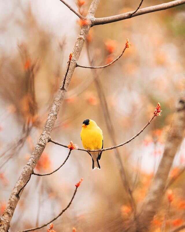 Spring reminds us how beautiful change can truly be 🌸 - American Goldfinch [Chardonneret jaune] 🐤
.
.
.
#discoverearth  #wildlifeonearth #becausetheymatter #ourplanetdaily #nb_nature_brilliance #canadiancreatives #naturesbestphotomagazine #becauset