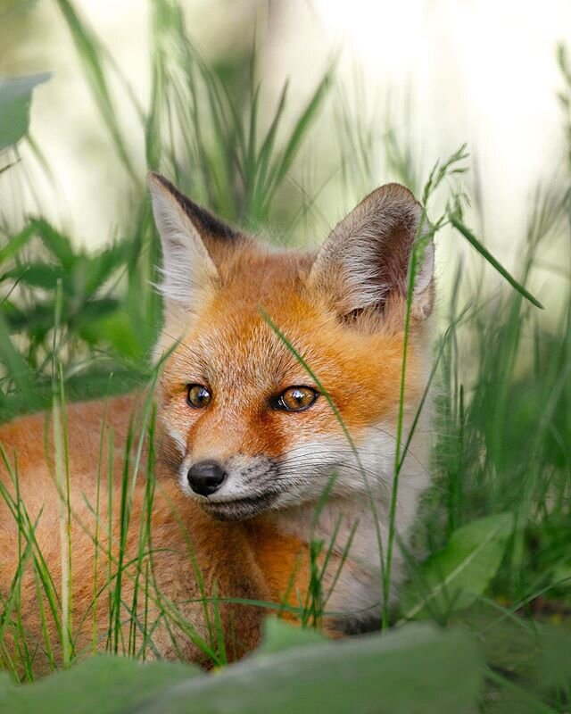 Red fox cub portrait 🦊 souvenir from last summer 🍃
.
.
.
.
#mountainstones #wildlife#theweekoninstagram#discoverearth#animalonplanet#ntc_feature#marvelouz_animals#redfox#foxlover#roamtheplanet#lovewildlife#wildplanet#wildlifeIG#wildlifeonearth#beca