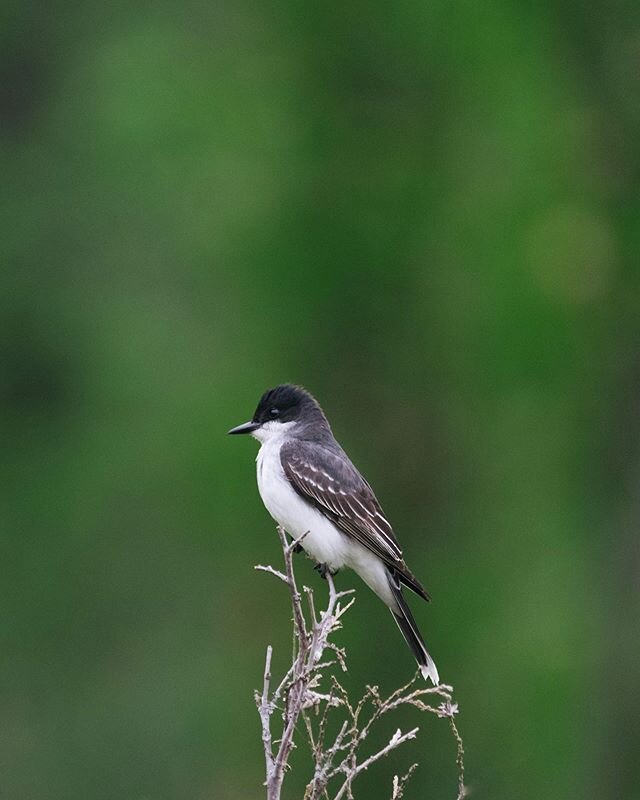 Eastern Kingbird 🐦
An expert at catching insects in flight ✈️
.
.
.
.
#birds_nature 
#birds_capture 
#birdfreaks 
#kings_birds 
#best_birds_of_ig 
#birds_adored 
#your_best_birds 
#feather_perfection 
#bird_brilliance 
#planetbirds 
#shots_of_animal