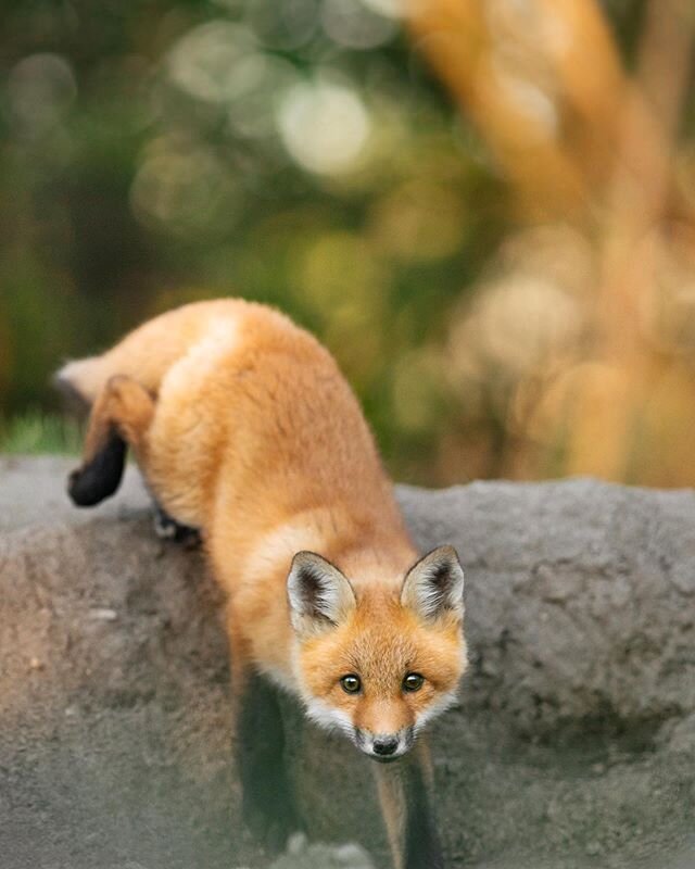 Curious fox 🦊
Throwback to last year&rsquo;s evenings spent observing foxes with @lavoiealexis 🌿
.
.
.
.
#mountainstones #wildlife#theweekoninstagram#discoverearth#animalonplanet#ntc_feature#marvelouz_animals#redfox#foxlover#roamtheplanet#lovewildl
