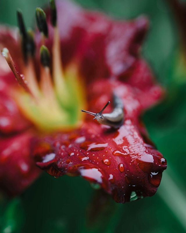 Little friend 🐌
.
.
.
.
#macro #macrophotography #nature #naturephotography #photography #flowers #photooftheday #ig #macroworld  #macrophoto #flower #naturelovers #canon #macros #closeup #flowerphotography #bokeh #macroshot #spring #canonphotograph