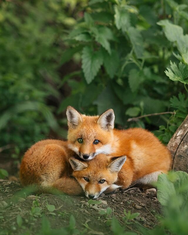Fox cubs cuddling 🥰🦊
.
.
.
.
#mountainstones #wildlife#theweekoninstagram#discoverearth#animalonplanet#ntc_feature#marvelouz_animals#redfox#foxlover#roamtheplanet#lovewildlife#wildplanet#wildlifeIG#wildlifeonearth#becausetheymatter#ourplanetdaily#w