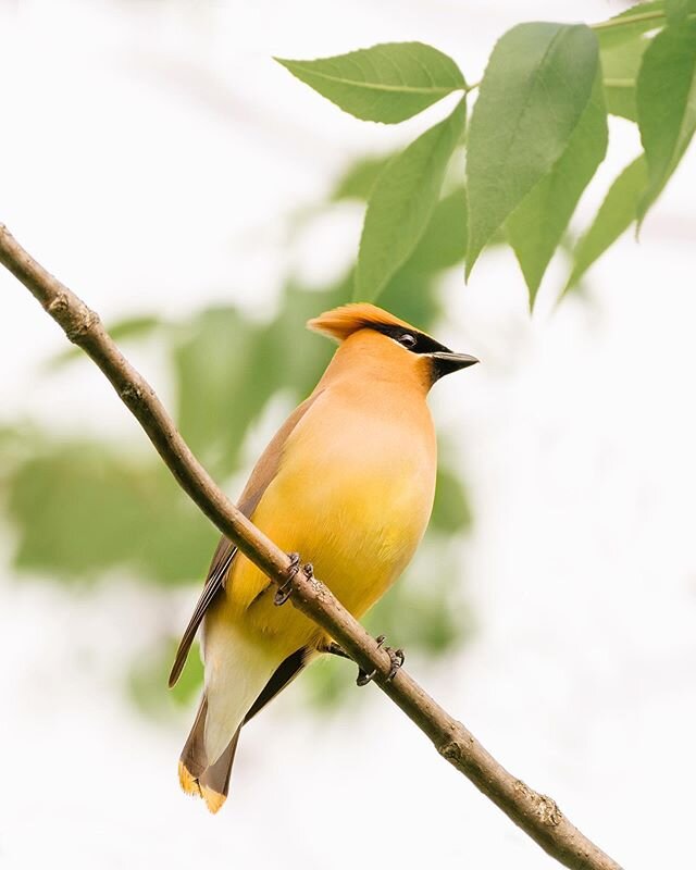 Cedar Waxwing [Jaseur d&rsquo;Amérique] 🐤 Such an elegant bird 😍
.
.
.
.
#birds_nature 
#birds_capture 
#birdfreaks 
#kings_birds 
#best_birds_of_ig 
#birds_adored 
#your_best_birds 
#feather_perfection 
#bird_brilliance 
#planetbirds 
#shots_of_a