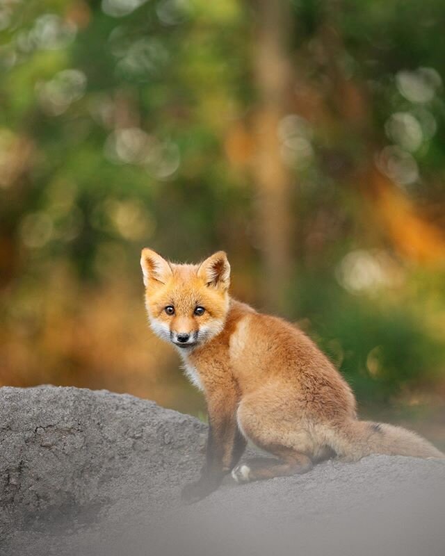 Red fox portrait 🦊
.
.
.
.
#mountainstones #wildlife#theweekoninstagram#discoverearth#animalonplanet#ntc_feature#marvelouz_animals#redfox#foxlover#roamtheplanet#lovewildlife#wildplanet#wildlifeIG#wildlifeonearth#becausetheymatter#ourplanetdaily#wild
