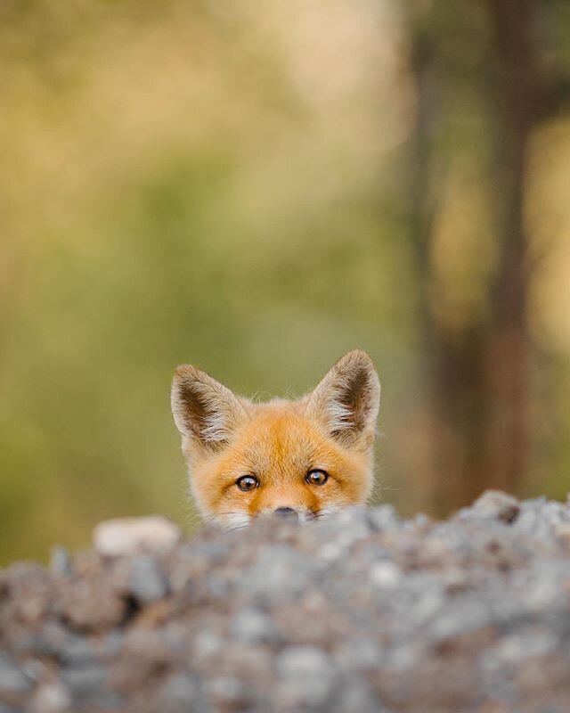 Hello you 🦊👀
.
.
.
.
#mountainstones #wildlife#theweekoninstagram#discoverearth#animalonplanet#ntc_feature#marvelouz_animals#redfox#foxlover#roamtheplanet#lovewildlife#wildplanet#wildlifeIG#wildlifeonearth#becausetheymatter#ourplanetdaily#wildlife_