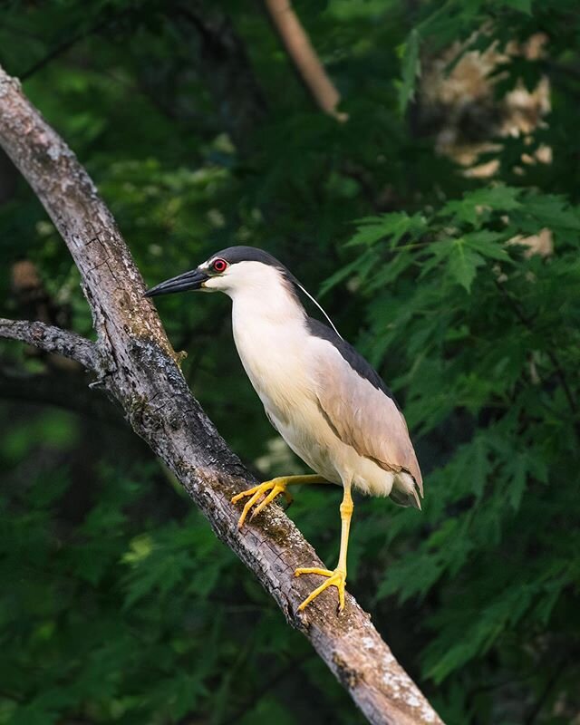 Black-crowned night heron [Bihoreau gris] 🐦
.
.
.
.
#birds_nature 
#birds_capture 
#birdfreaks 
#kings_birds 
#best_birds_of_ig 
#birds_adored 
#your_best_birds 
#feather_perfection 
#bird_brilliance 
#planetbirds 
#shots_of_animals 
#nuts_about_bir
