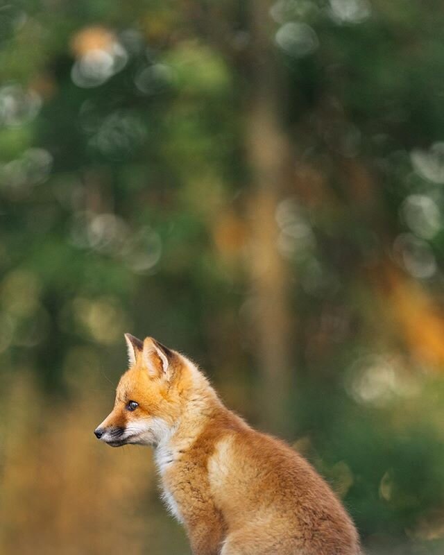 Fox cub portrait 🌳
.
.
.
#mountainstones #wildlife#theweekoninstagram#discoverearth#animalonplanet#ntc_feature#marvelouz_animals#redfox#foxlover#roamtheplanet#lovewildlife#wildplanet#wildlifeIG#wildlifeonearth#becausetheymatter#ourplanetdaily#wildli