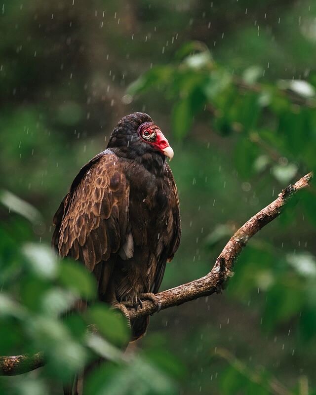 Turkey vulture 🦅
Urubu à tête rouge 🌧
.
.
.
.
#birds_nature 
#birds_capture 
#birdfreaks 
#kings_birds 
#best_birds_of_ig 
#birds_adored 
#your_best_birds 
#feather_perfection 
#bird_brilliance 
#planetbirds 
#shots_of_animals 
#nuts_about_birds 