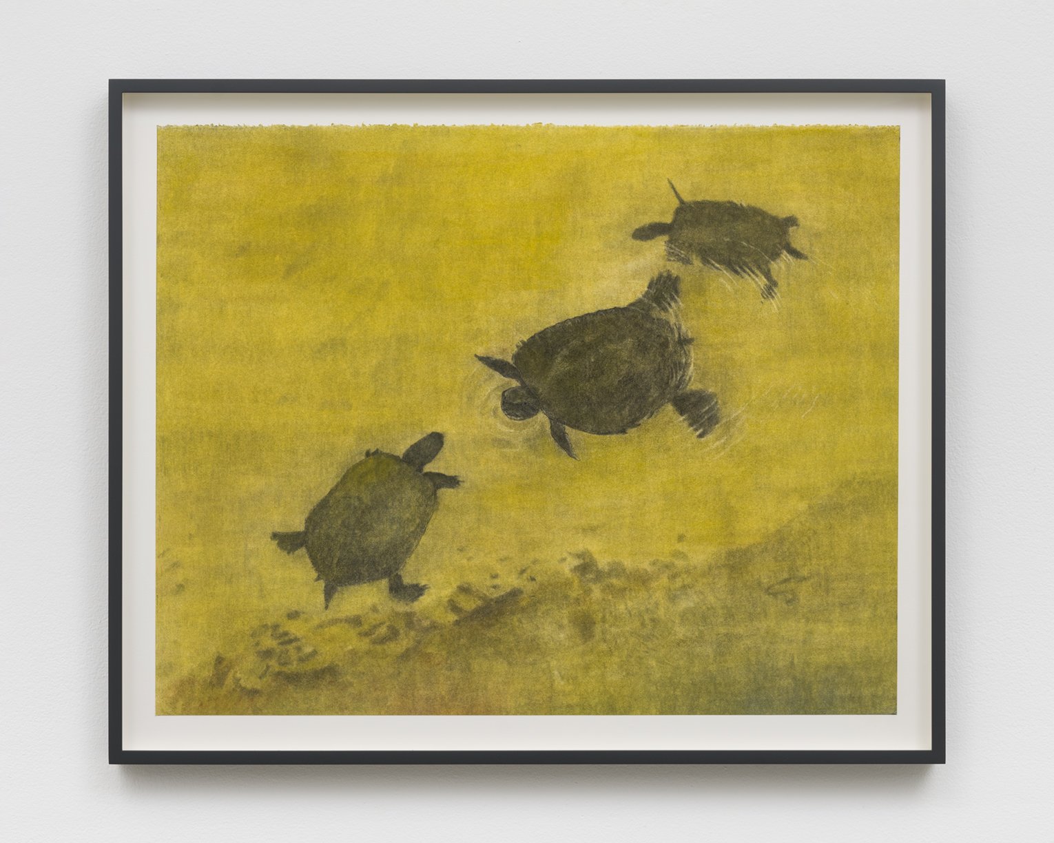 Christopher Culver, City Park Turtles, 2024, Charcoal and Pastel on paper, 19 x 24 inches Framed: 21 3/8 x 26 1/4