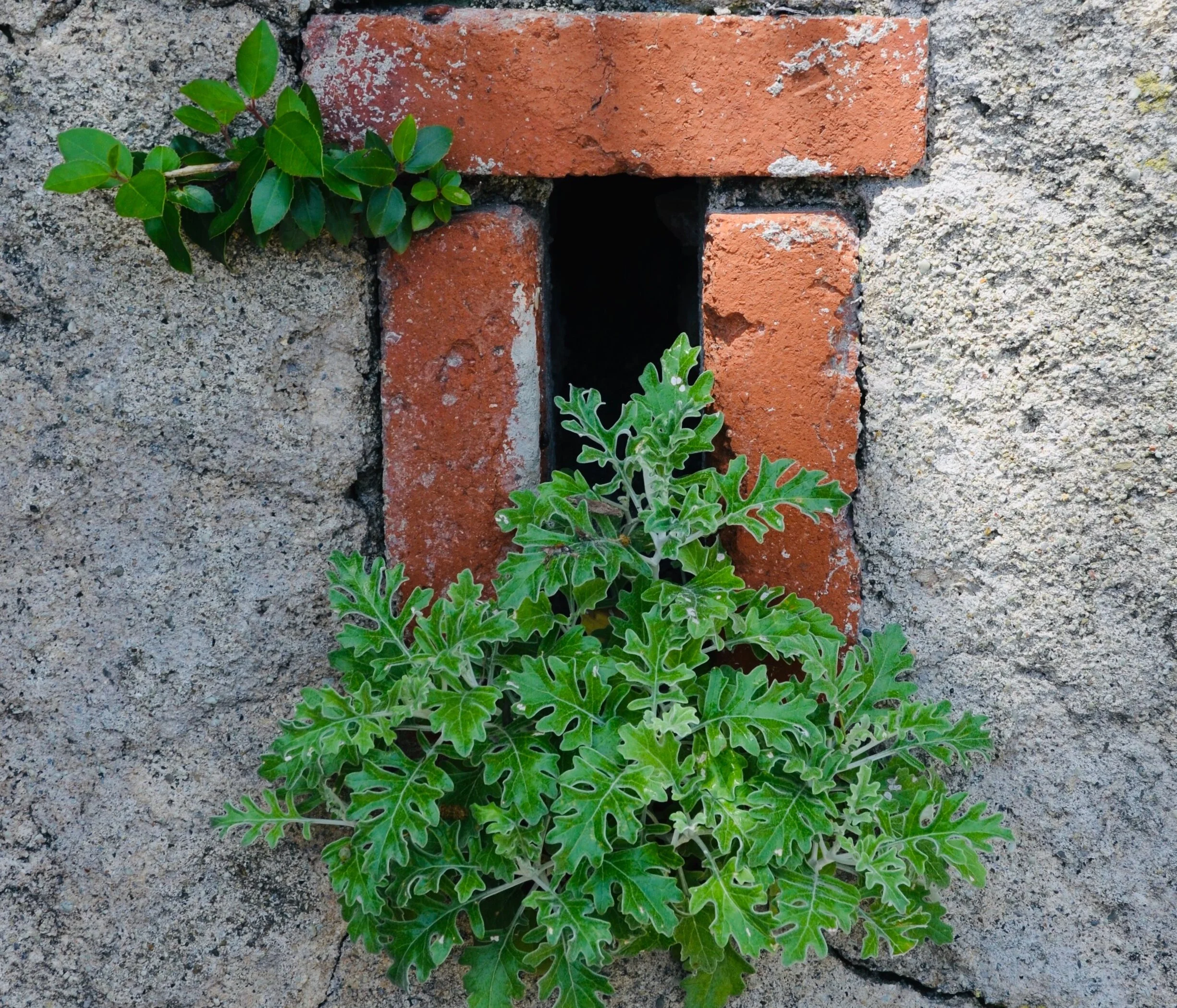 Beautifully Mediocre