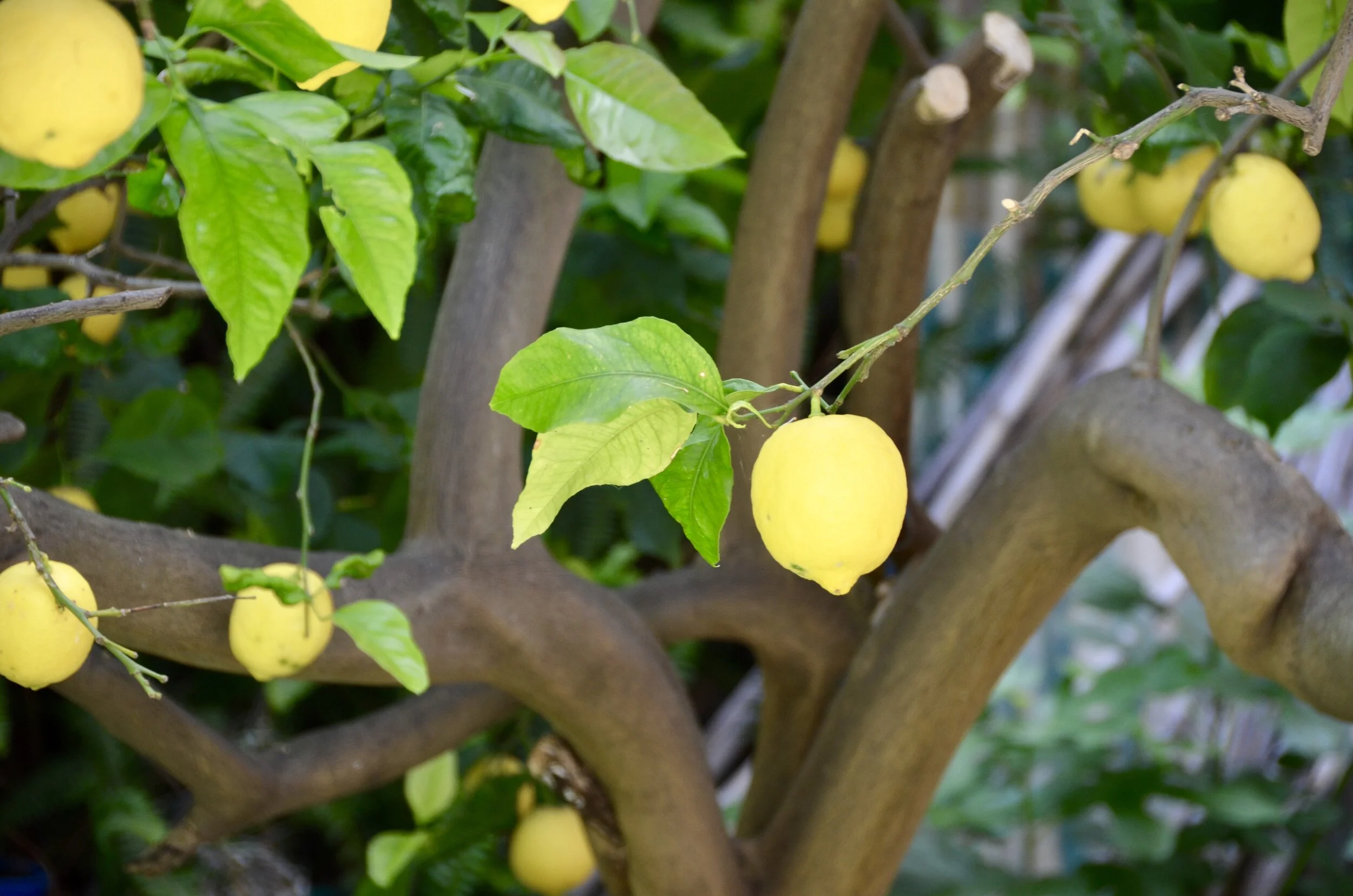 Lemons in Italy  I Shannon Adducci