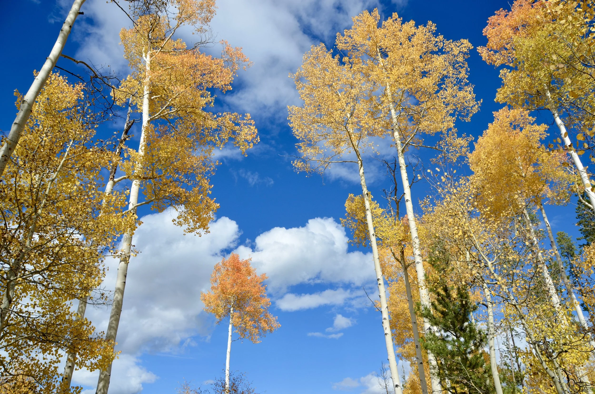 You lead me to the throne room... every time