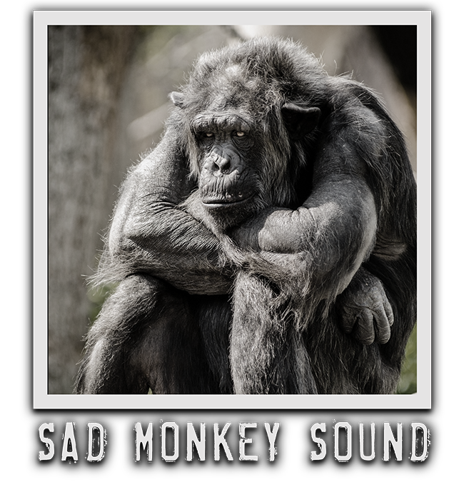 Sad Monkey Sound