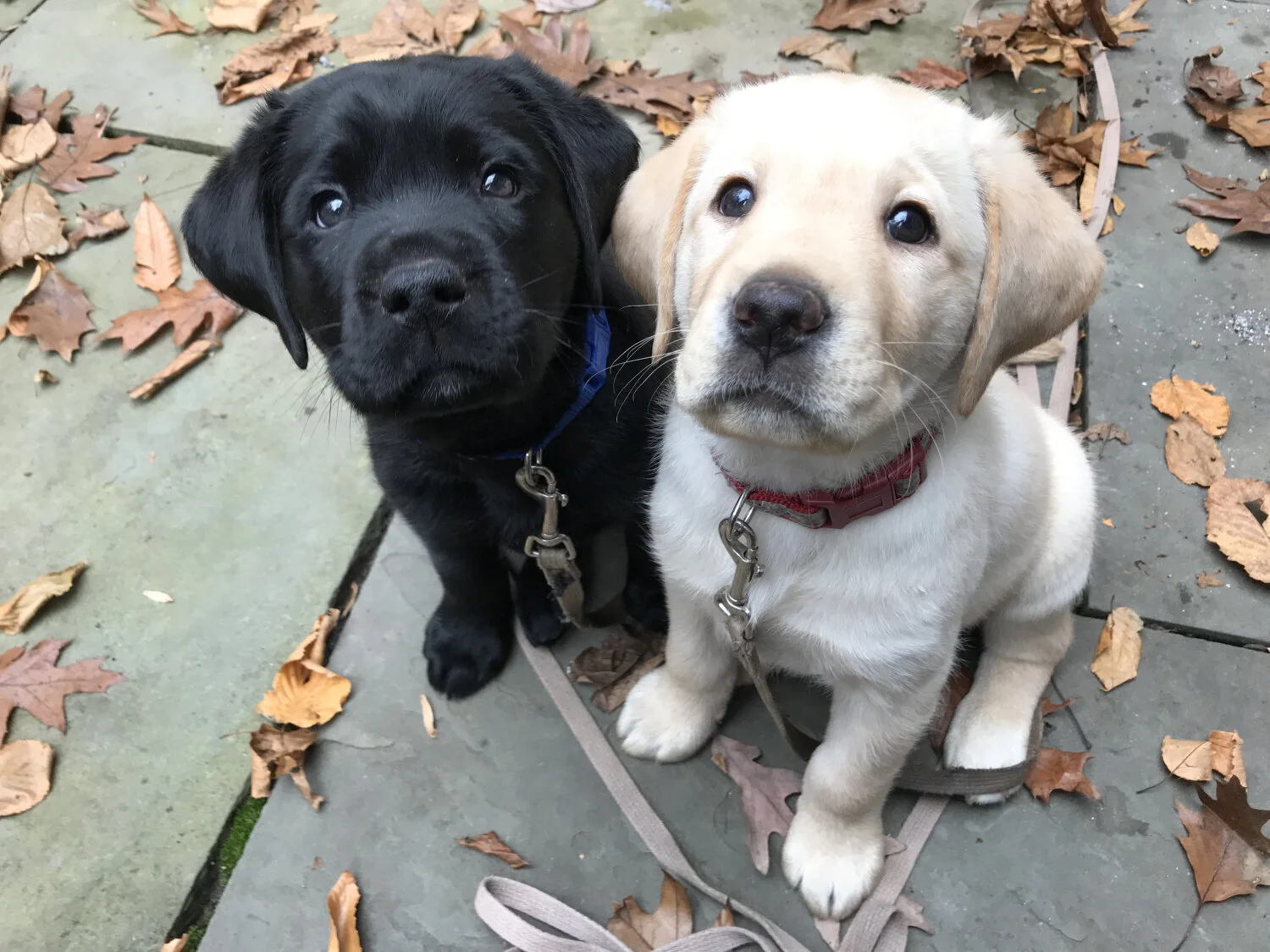 Canine Eye Services