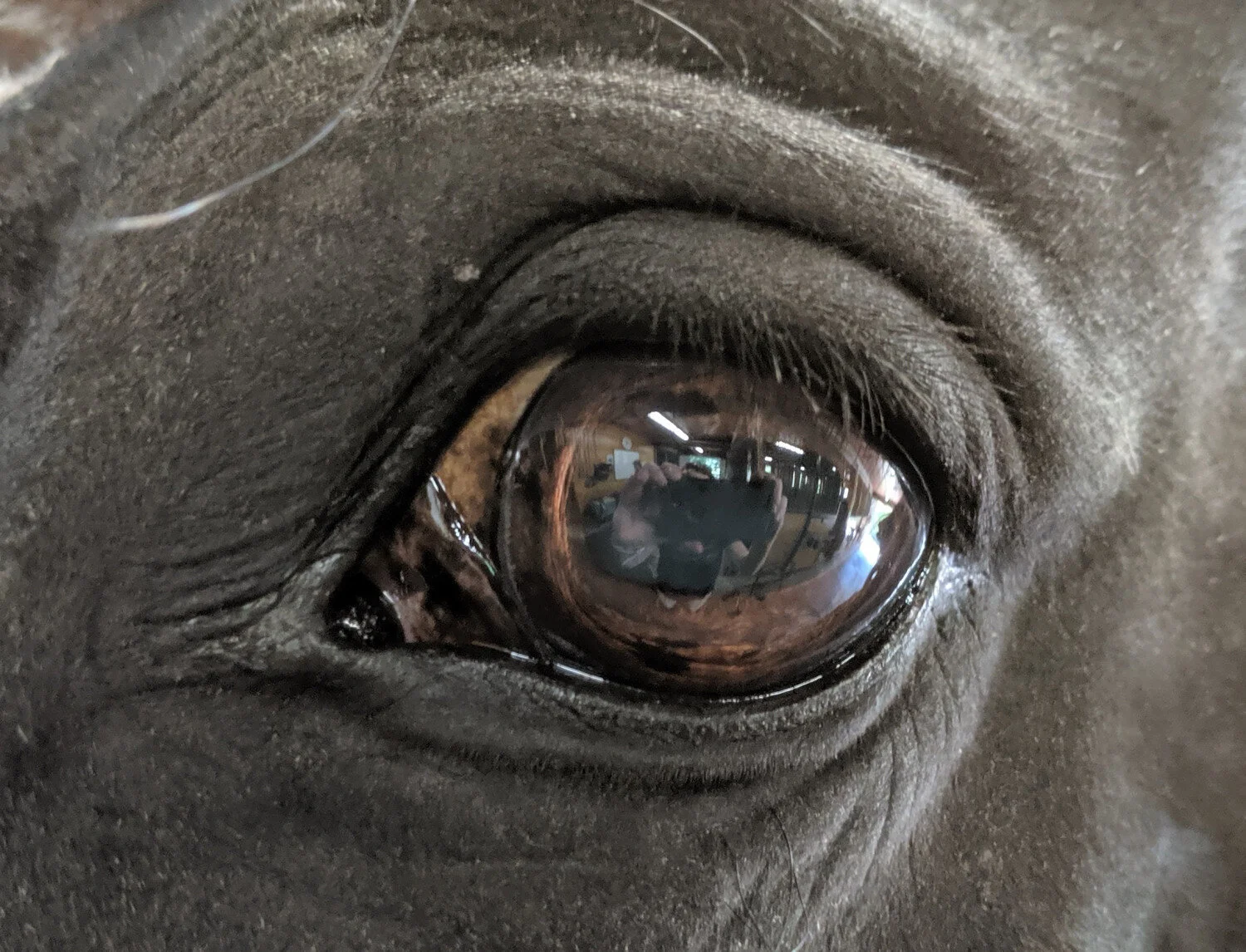 Equine Eye Appointments