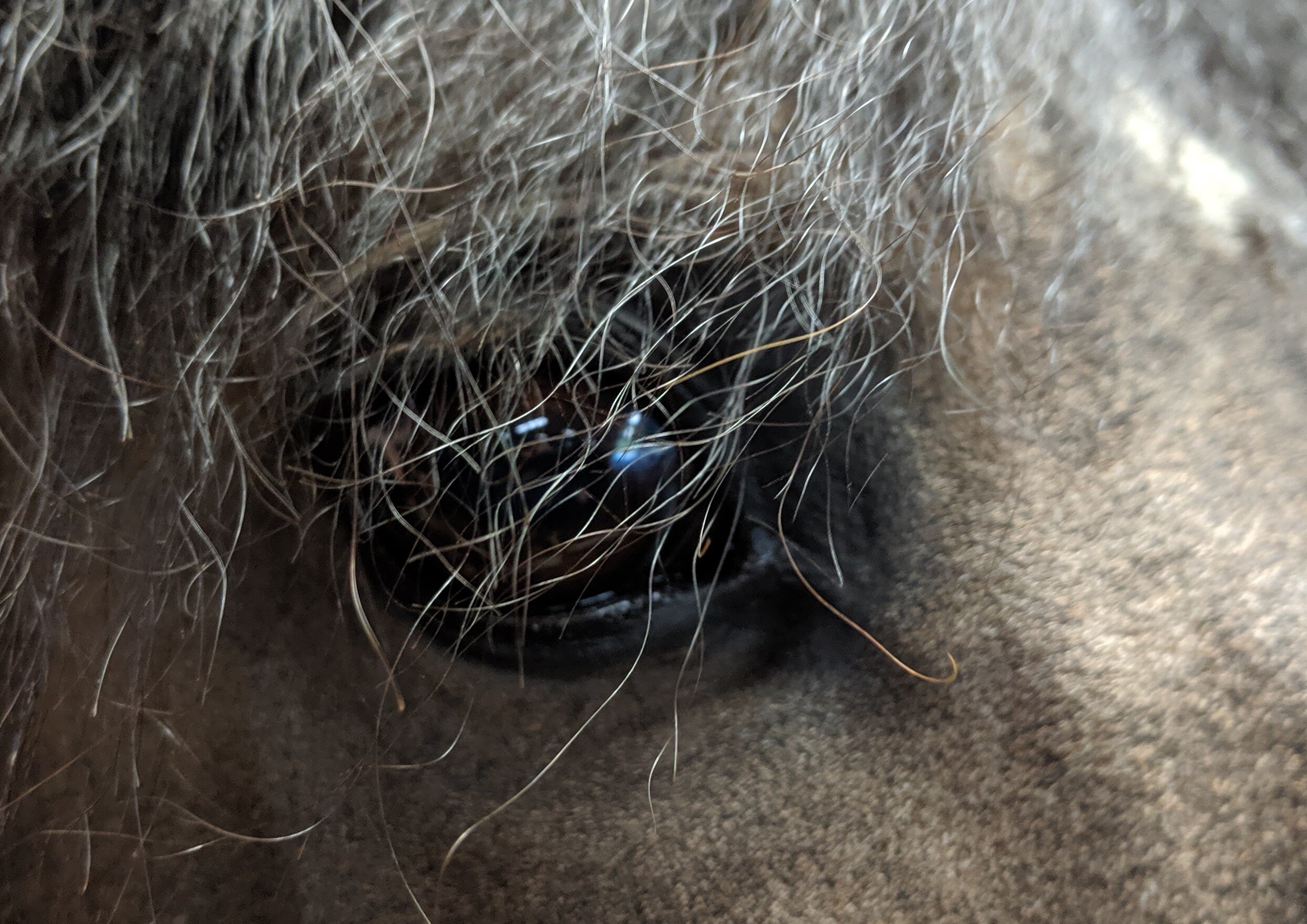 Equine Eye Appointments — Animal Eye Clinic