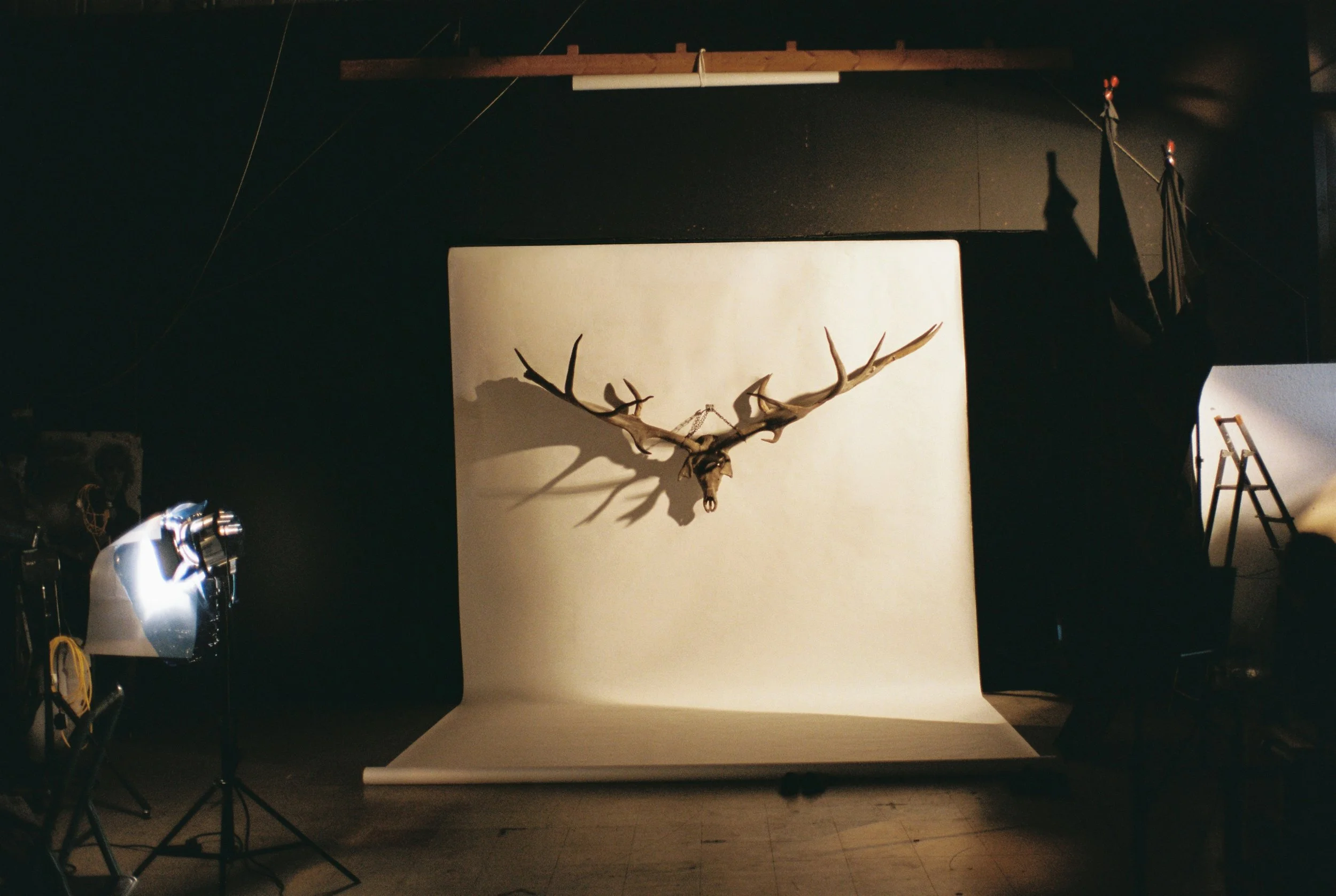 Molly Alexander A Pair of Irish of Elk Antlers